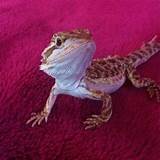 Baby Bearded Dragon For Sale Cheap Pictures