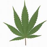 Images of Marijuana Leaf