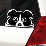 Images of Arizona Dog Grooming License