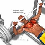 Photos of Upper Pectoral Muscle Exercises