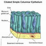 Where Can Epithelial Tissue Be Found Images