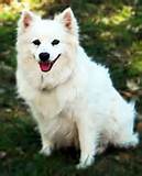 Dog Breed 40 Pound Pictures