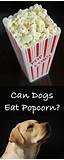 Can Dogs Eat Popcorn Photos