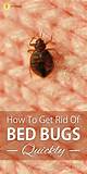 How To Get Rid Of Bed Bugs That Are Pictures