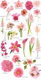 List Of Flowers By Color Pictures