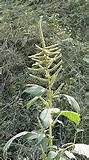 Spiny Pigweed Control Images