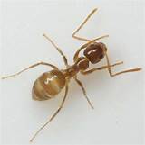 Texas A&m Fire Ant Control