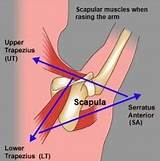 Scapular Muscle Strengthening Exercises Images