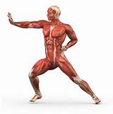 Muscle Exercise Body Pictures