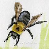 Pictures of Can Carpenter Bees Sting You