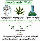 Marijuana Brain Receptors