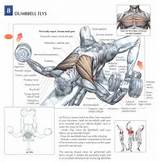 Chest Workout Exercises With Dumbbells Images
