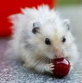 Pictures of Can Hamsters Eat Grapes