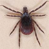 Images of Wood Tick