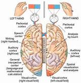 What Part Of The Brain Controls Speech And Motor Skills Photos