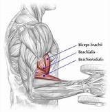 Outside Tricep Muscle Exercises Photos