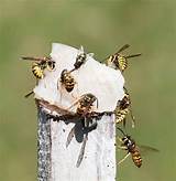 Images of Why Wasp Trap