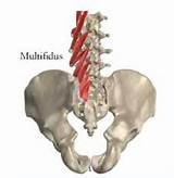 Multifidus Muscle Exercise Photos