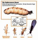 Termite Treatment Tulsa