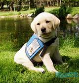 Training For Dogs To Become Service Dogs Pictures