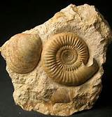 Fossils Uk Pictures