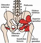 Piriformis Muscle Exercises Pictures
