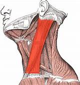 Images of Occipital Muscle Exercises