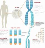 Telomere Therapy Aging