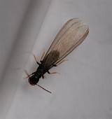 Pictures of Termites With Wings In House