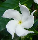 Pictures of What Does A Jasmine Flower Look Like