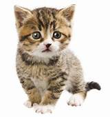 Pictures of Diarrhea In Kittens Home Remedies