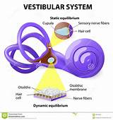 Pictures of Cochlea And Balance