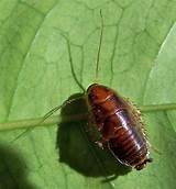 Pictures of Cockroach Nymph
