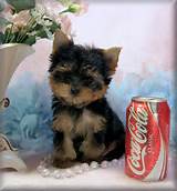 Pictures of Prices For Yorkies