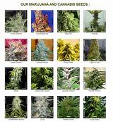 Photos of Where To Get Marijuana