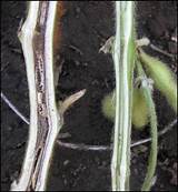 Pictures of Sds Soybean Treatment