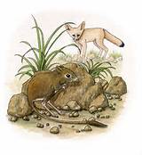 Kangaroo Rat Adaptations Pictures