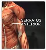 Pictures of Serratus Muscle Exercise