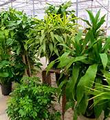 Insect Control For Houseplants Photos