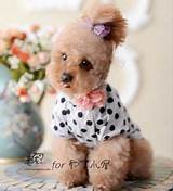 Cheap Miniature Dogs Pictures
