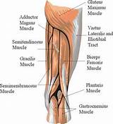 Photos of Hamstring Muscle Strengthening Exercises