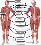 Muscle Exercise Diagram Photos