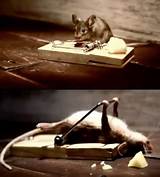 Mouse In Mouse Trap Pictures