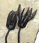 Images of Crinoid Fossils