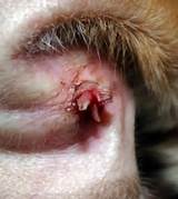 Images of Ear Mites Kittens Home Remedies