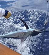 Blue Marlin Fishing Kona Images