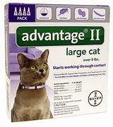 Advantage Ii For Cats Over 9 Lbs 4 Month Supply Images