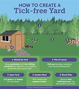 Natural Treatment For Fleas In Yard