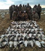 South Dakota Snow Goose Hunting Outfitters Images