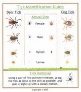 Florida Citrus Pest Identification Pictures